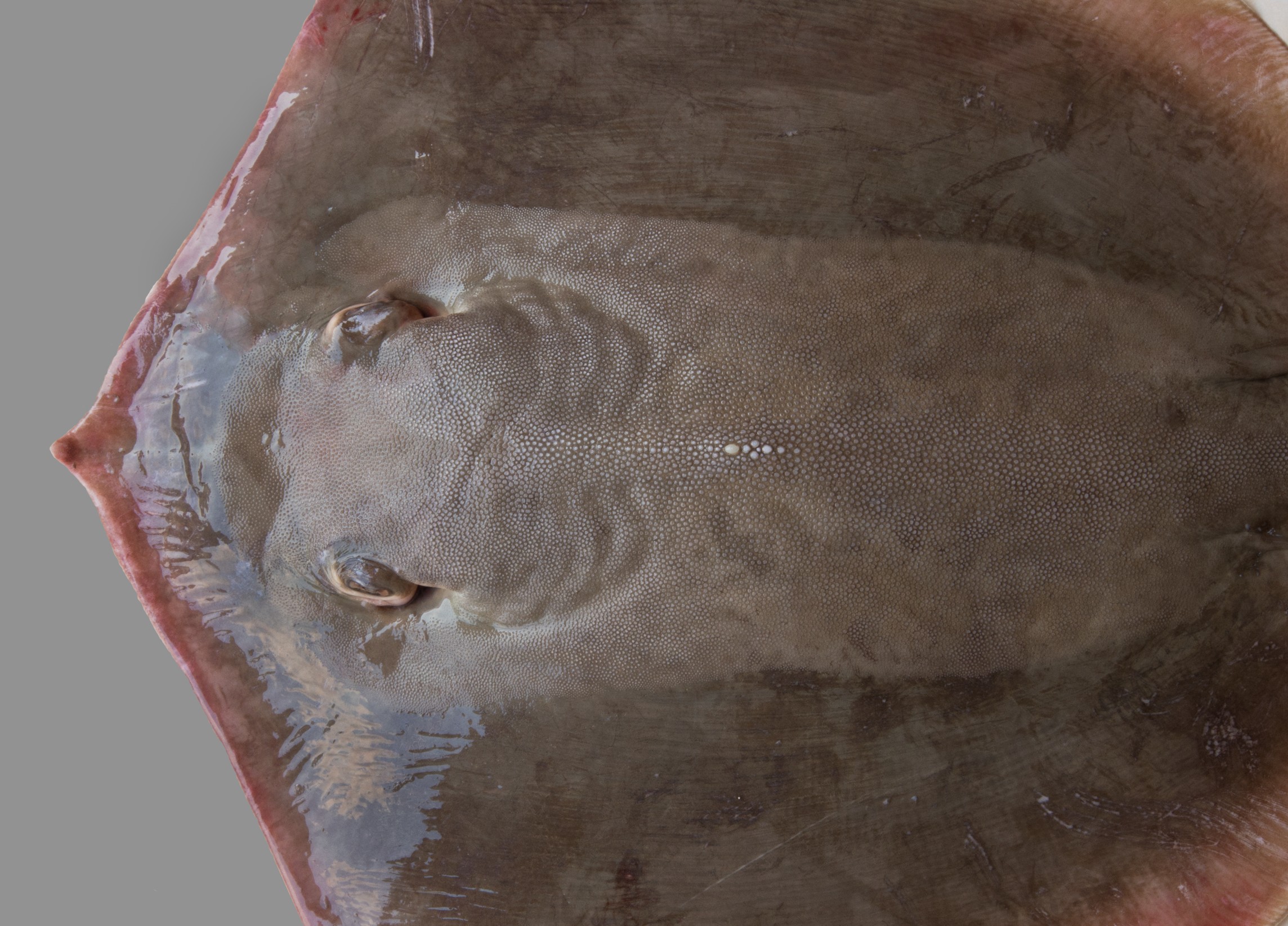 Maculabatis ambigua, male, 48 cm DW, head close-up, Saudi Arabia: Jizan; S.V. Bogorodsky